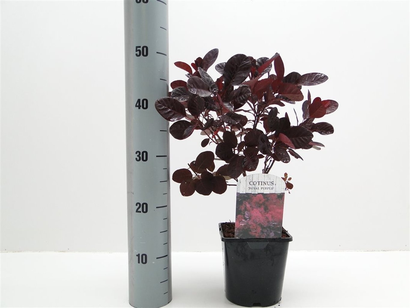 Cotinus cog. 'Royal Purple' - C2
